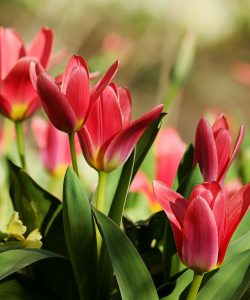 tulips-gcc08378ae_1280